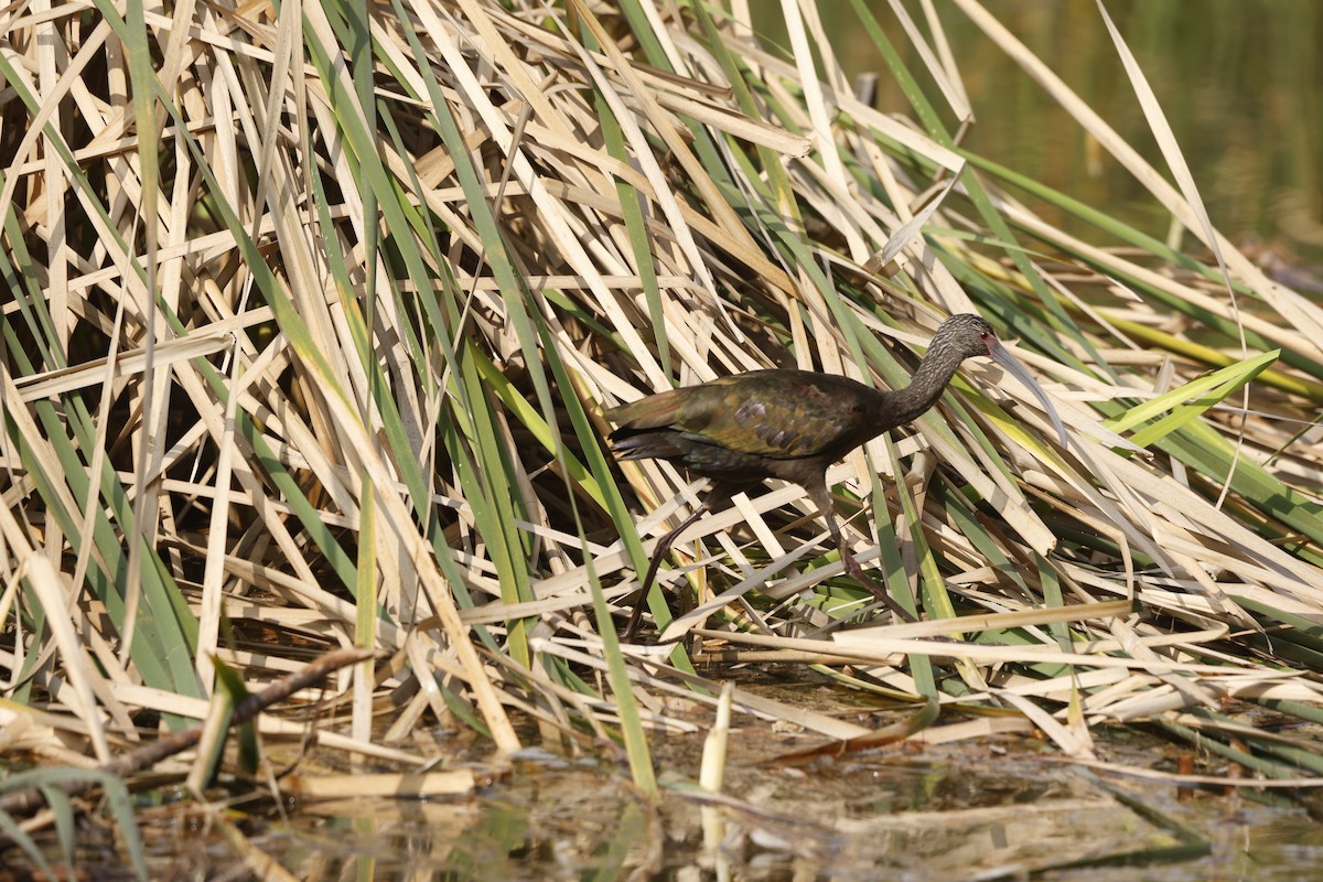 Beltzaran musuzuria - ML647713052