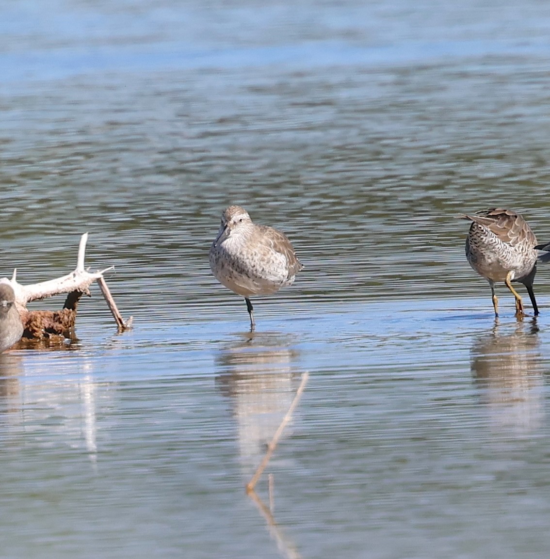 Bécasseau maubèche - ML647713054