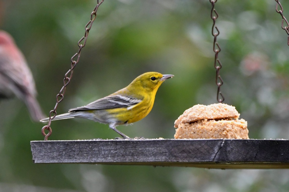 Kiefernwaldsänger - ML647713068