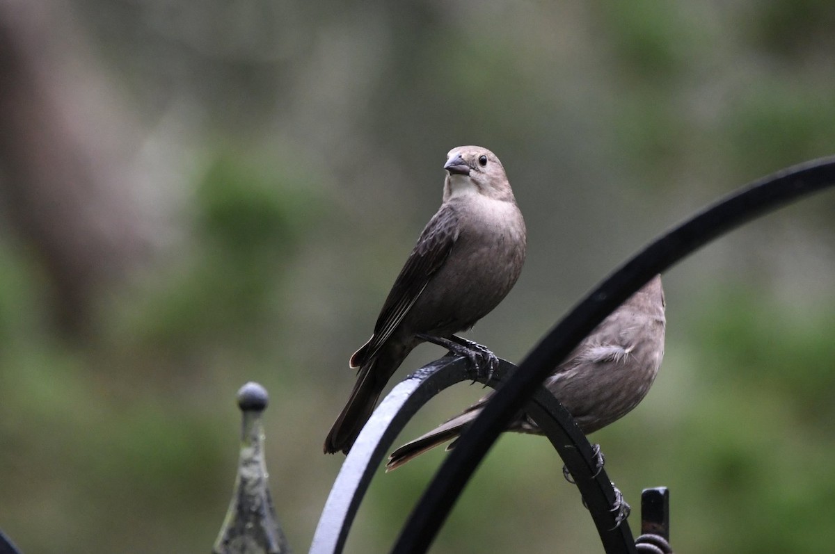 Brown-headed Cowbird - ML647713092