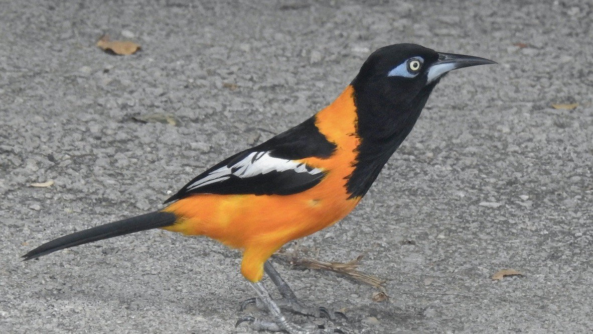 Venezuelan Troupial - ML647713106