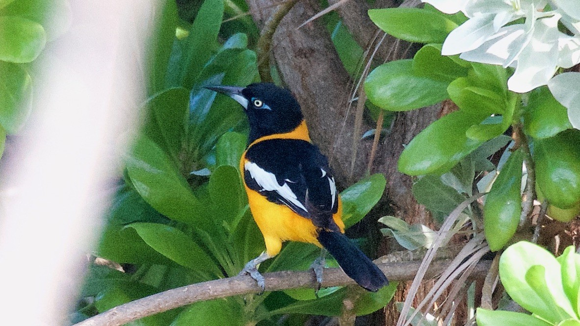 Venezuelan Troupial - ML647713116