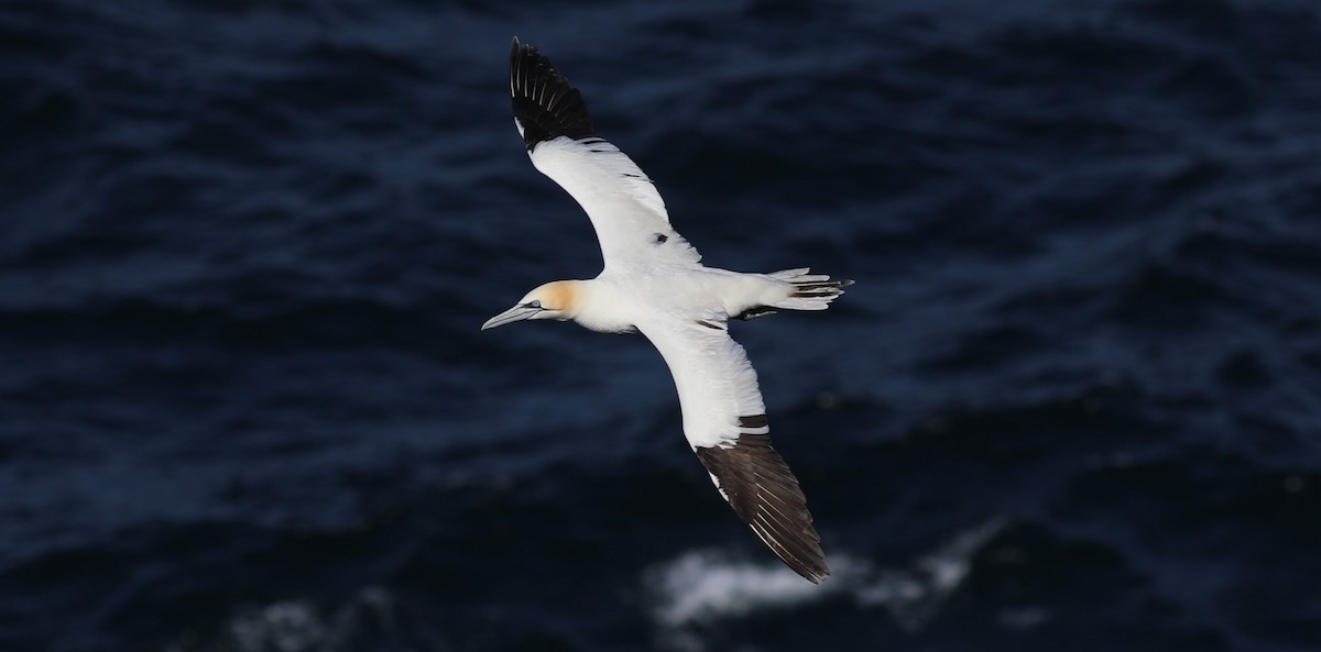 havsule - ML647713164