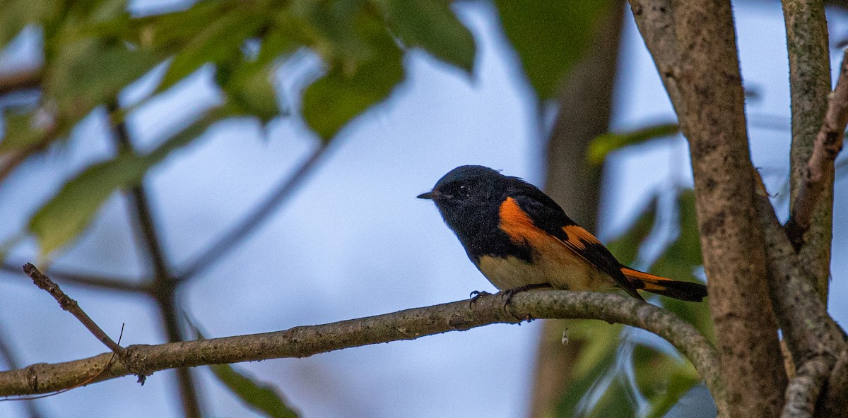 American Redstart - ML647713197