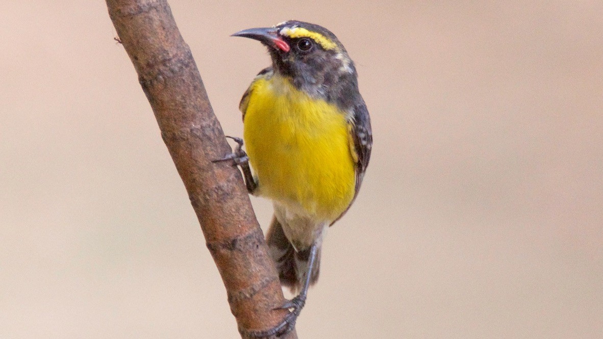 Bananaquit - ML647713205