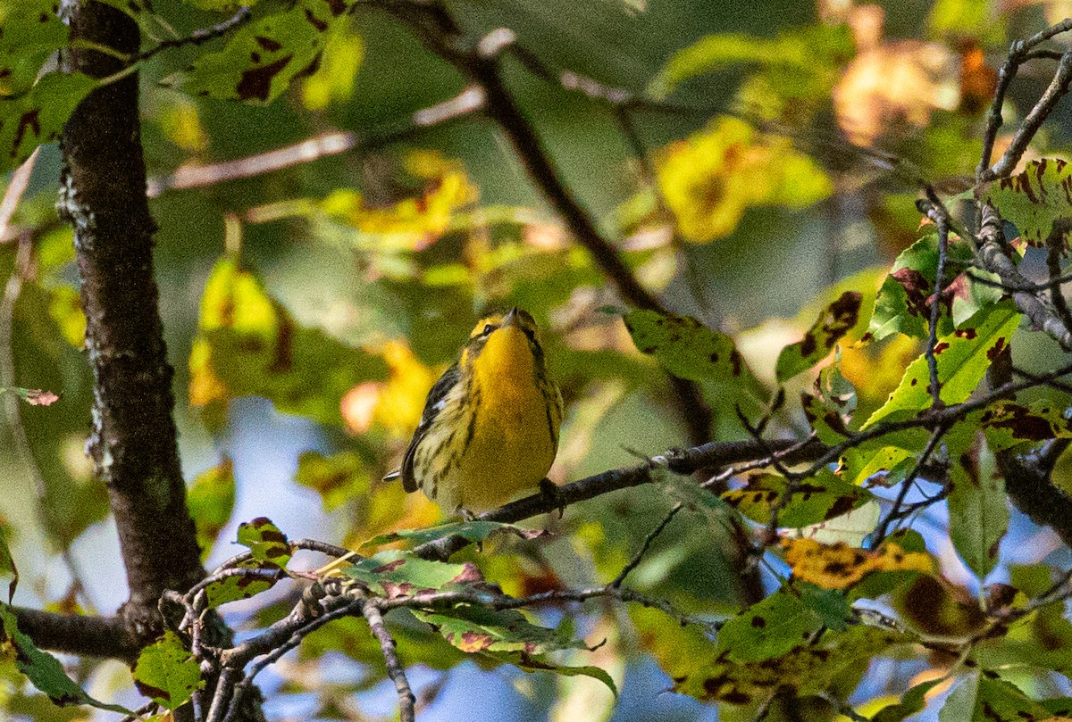 Blackburnian Warbler - ML647713218