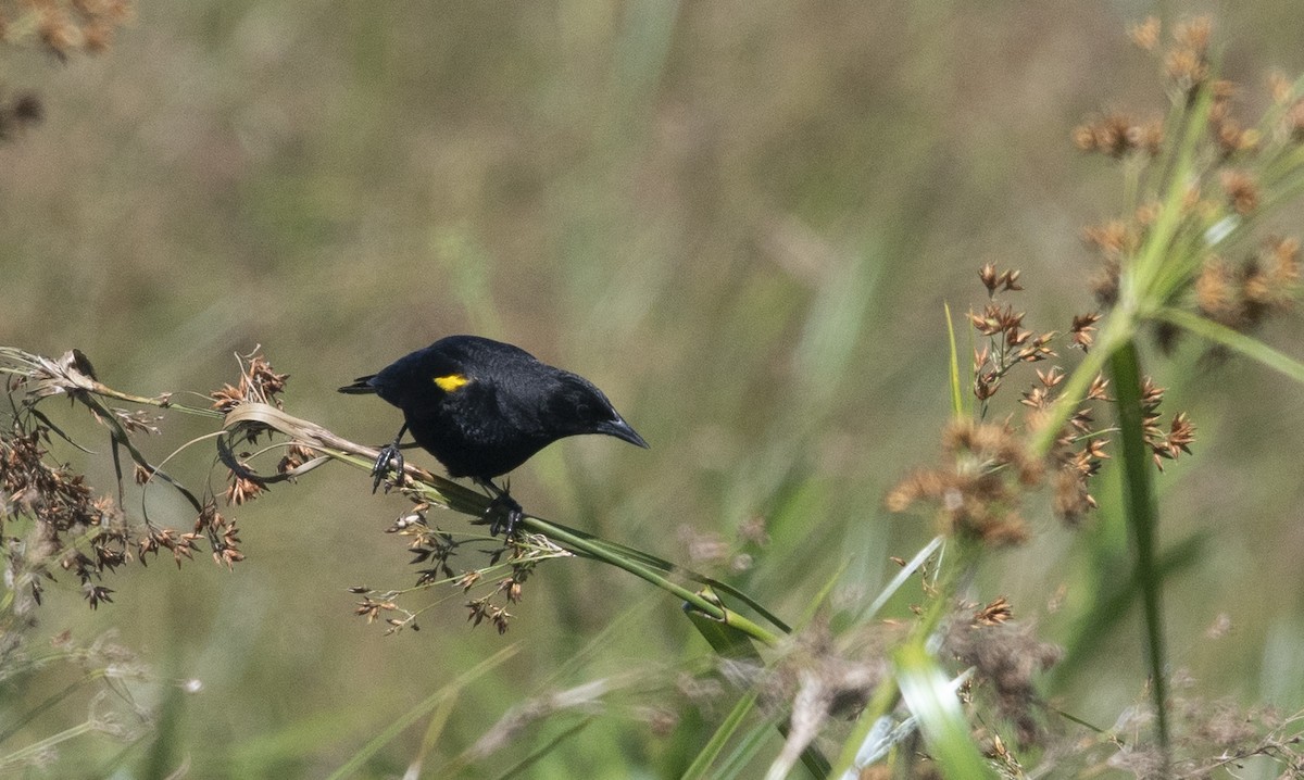 Yellow-winged Blackbird - ML647713240