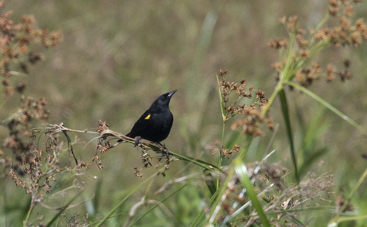 Yellow-winged Blackbird - ML647713243