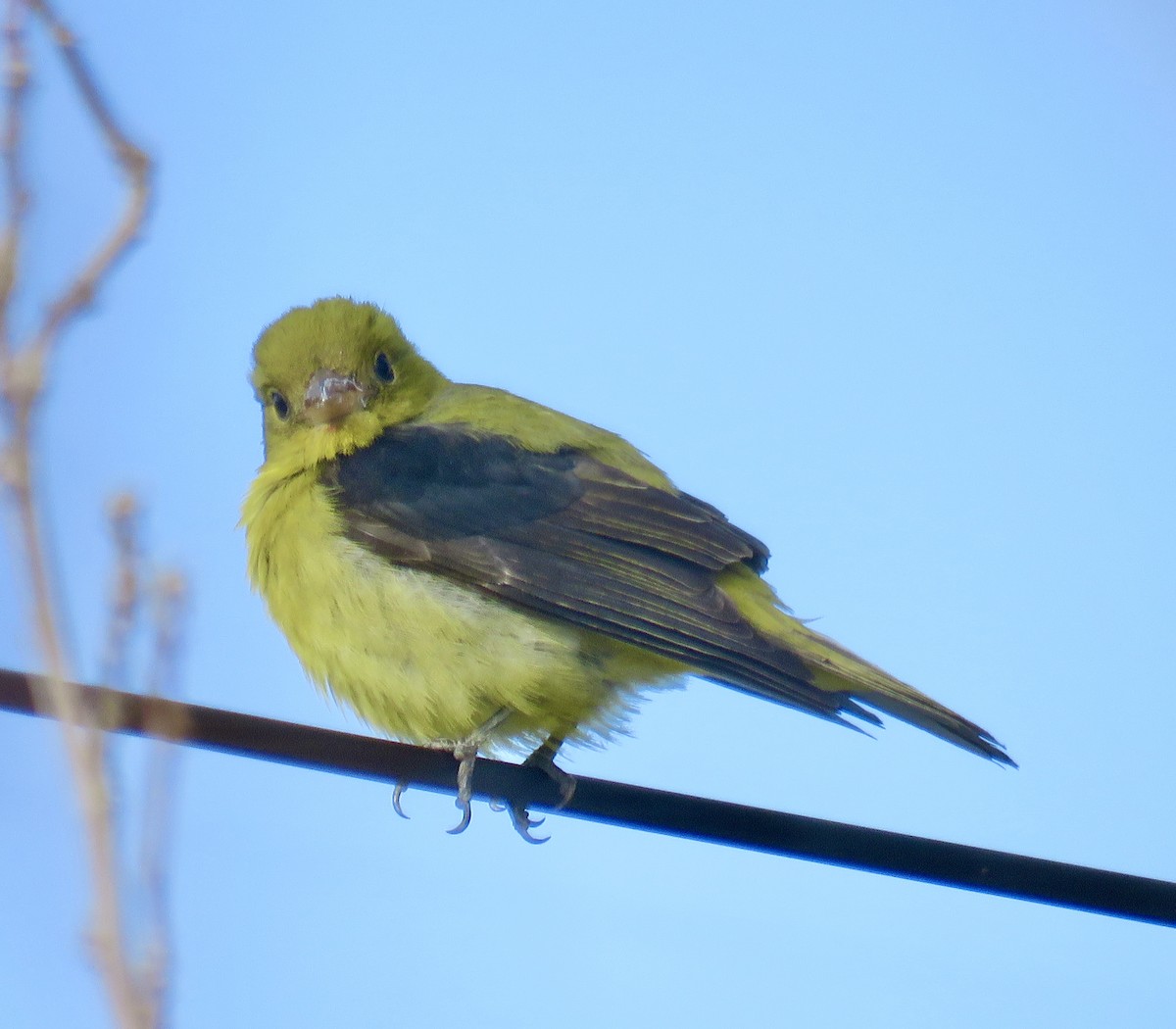 Scarlet Tanager - ML647713265