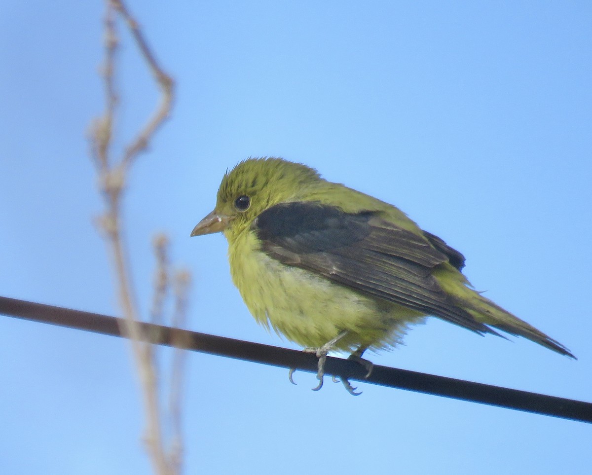 Scarlet Tanager - ML647713266