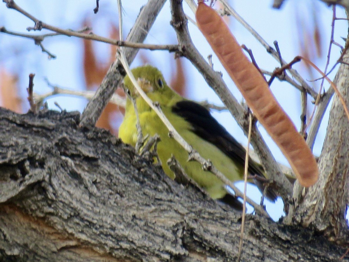 Scarlet Tanager - ML647713267