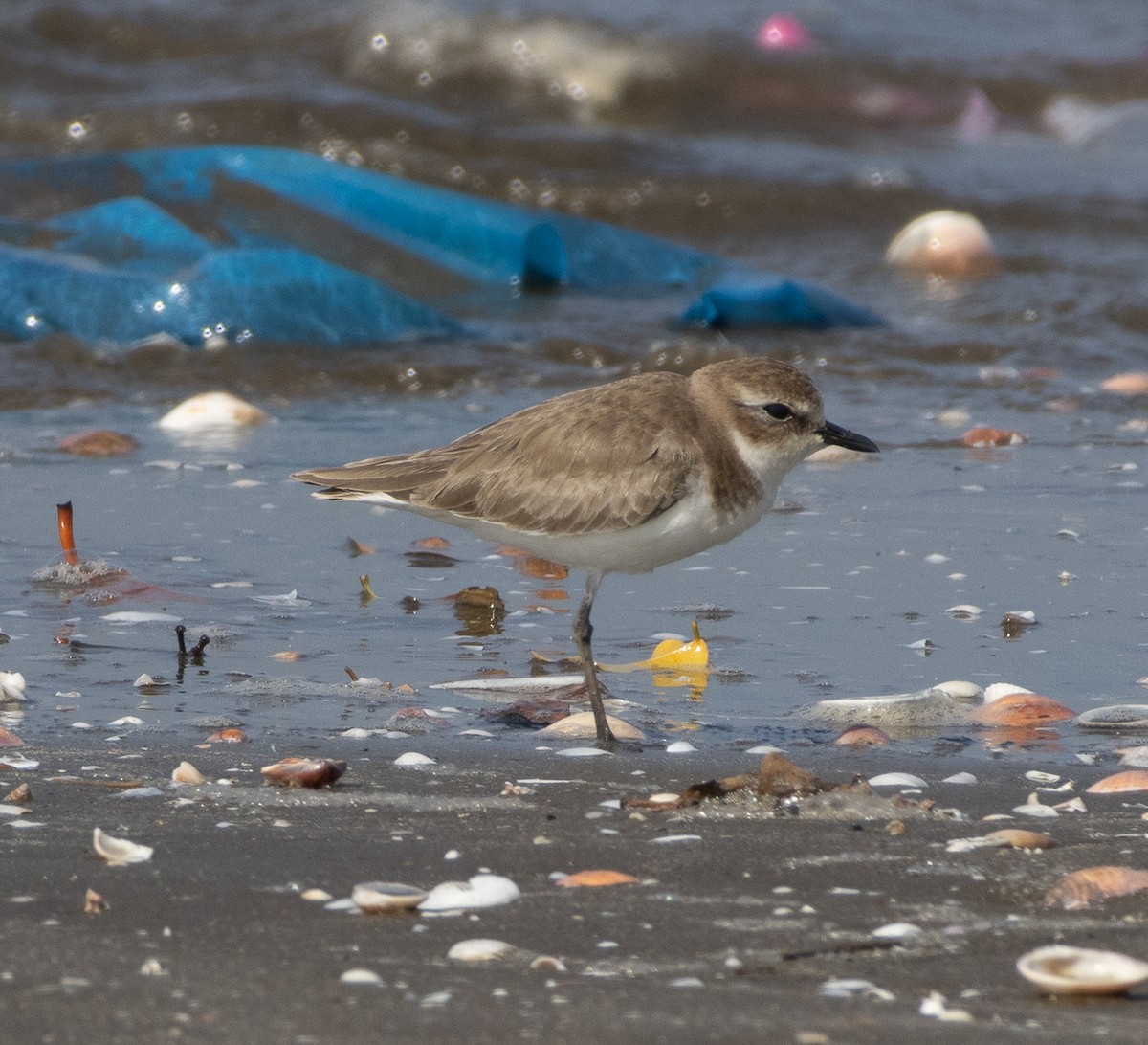 Tibetan Sand-Plover - ML647713286