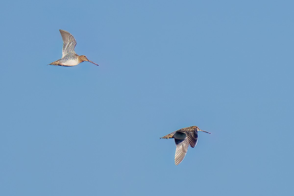 Wilson Suçulluğu - ML647713296