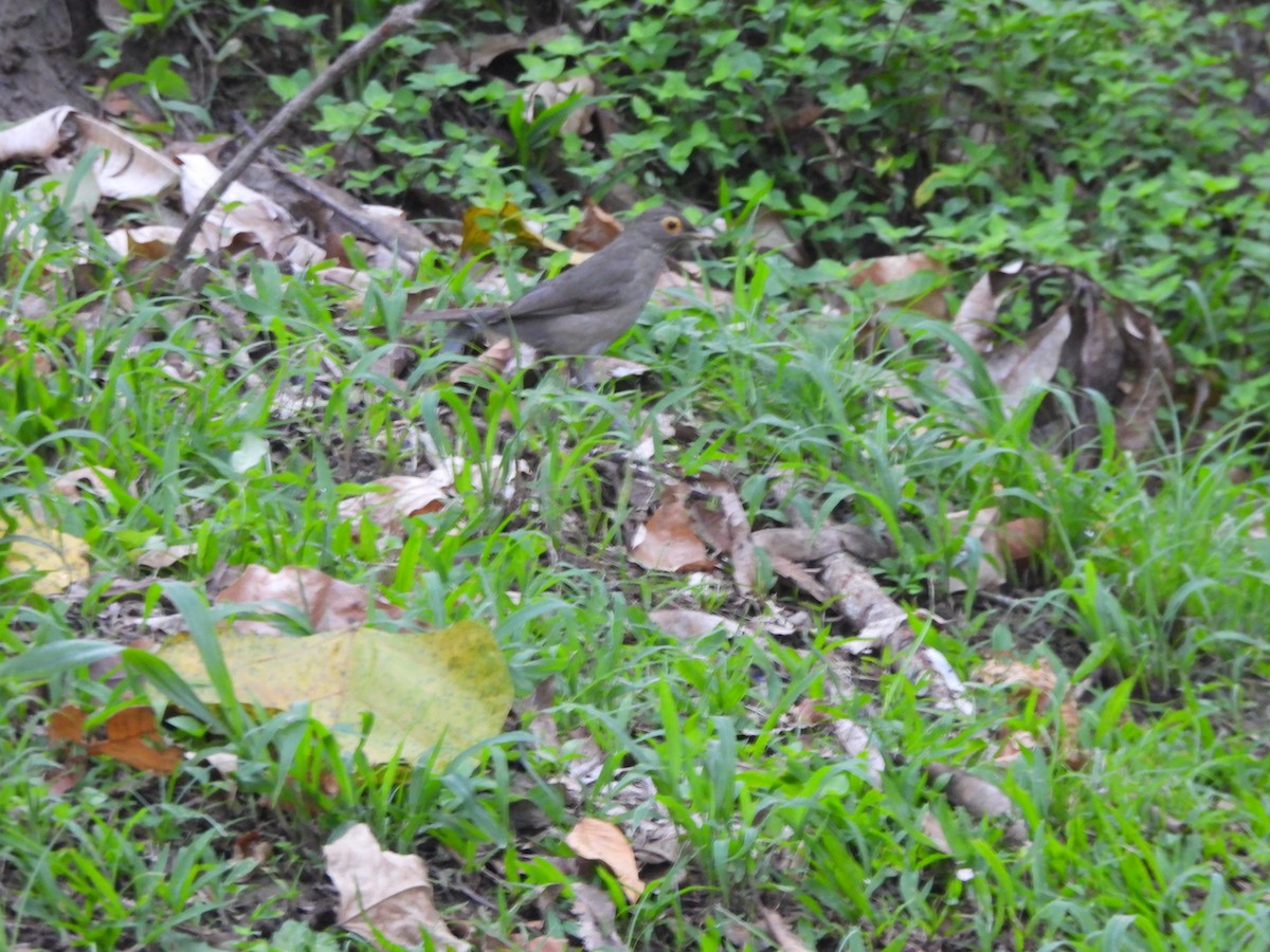 Spectacled Thrush - ML647713320
