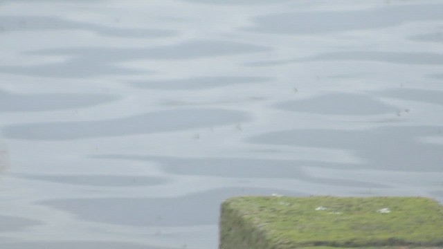 Lavandera Boyera - ML647713325