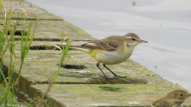 Lavandera Boyera - ML647713334