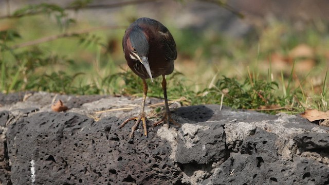 Garcilla Verde - ML647713337