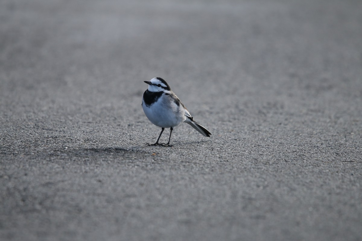 נחליאלי לבן (שחור-גב) - ML647713354