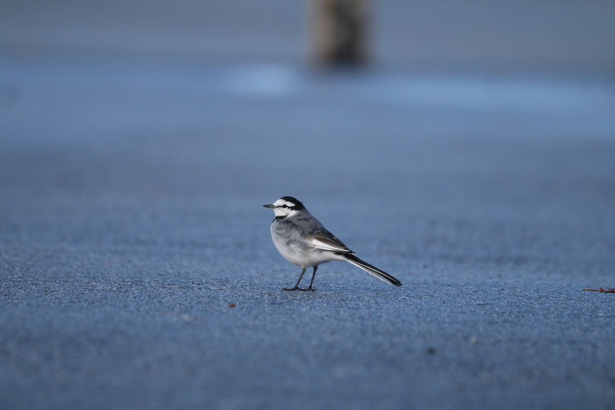 נחליאלי לבן (שחור-גב) - ML647713355