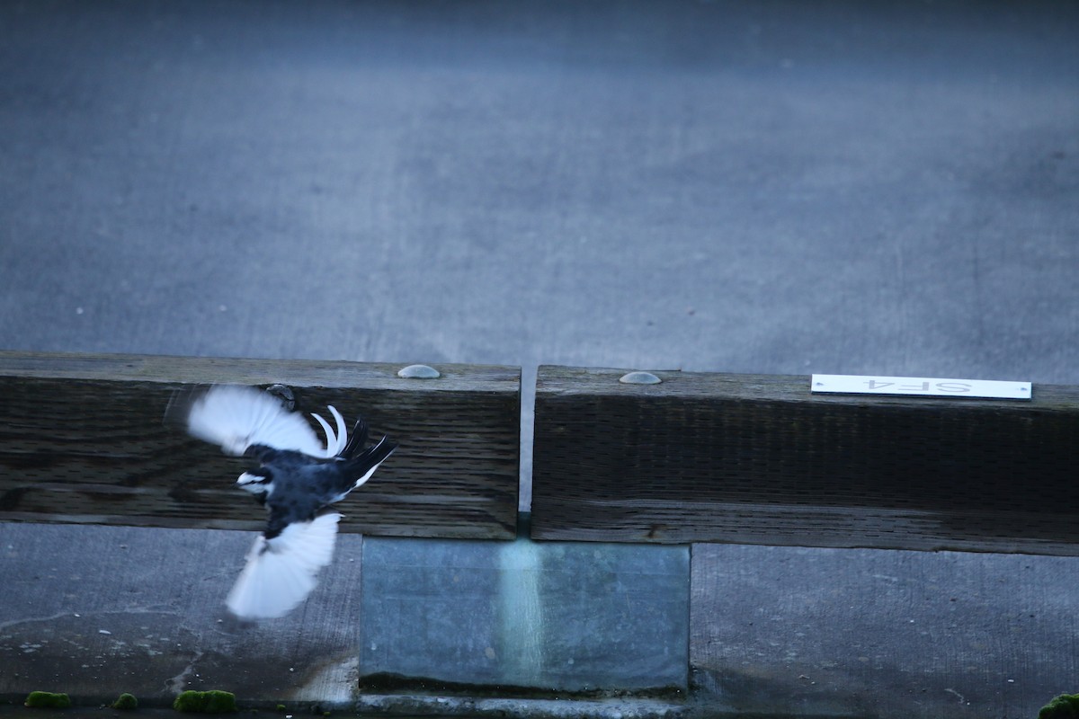 נחליאלי לבן (שחור-גב) - ML647713356