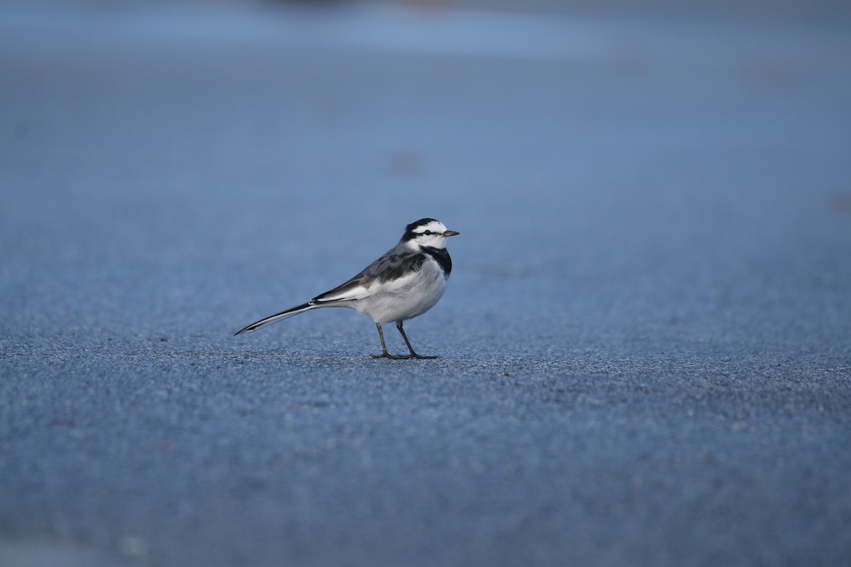 נחליאלי לבן (שחור-גב) - ML647713358