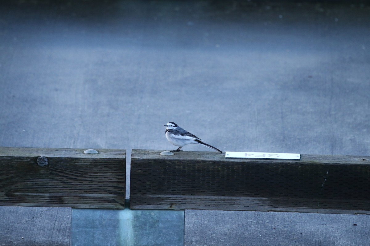 נחליאלי לבן (שחור-גב) - ML647713359