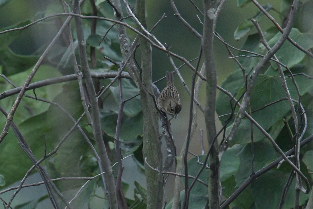 Lincoln's Sparrow - ML647713366