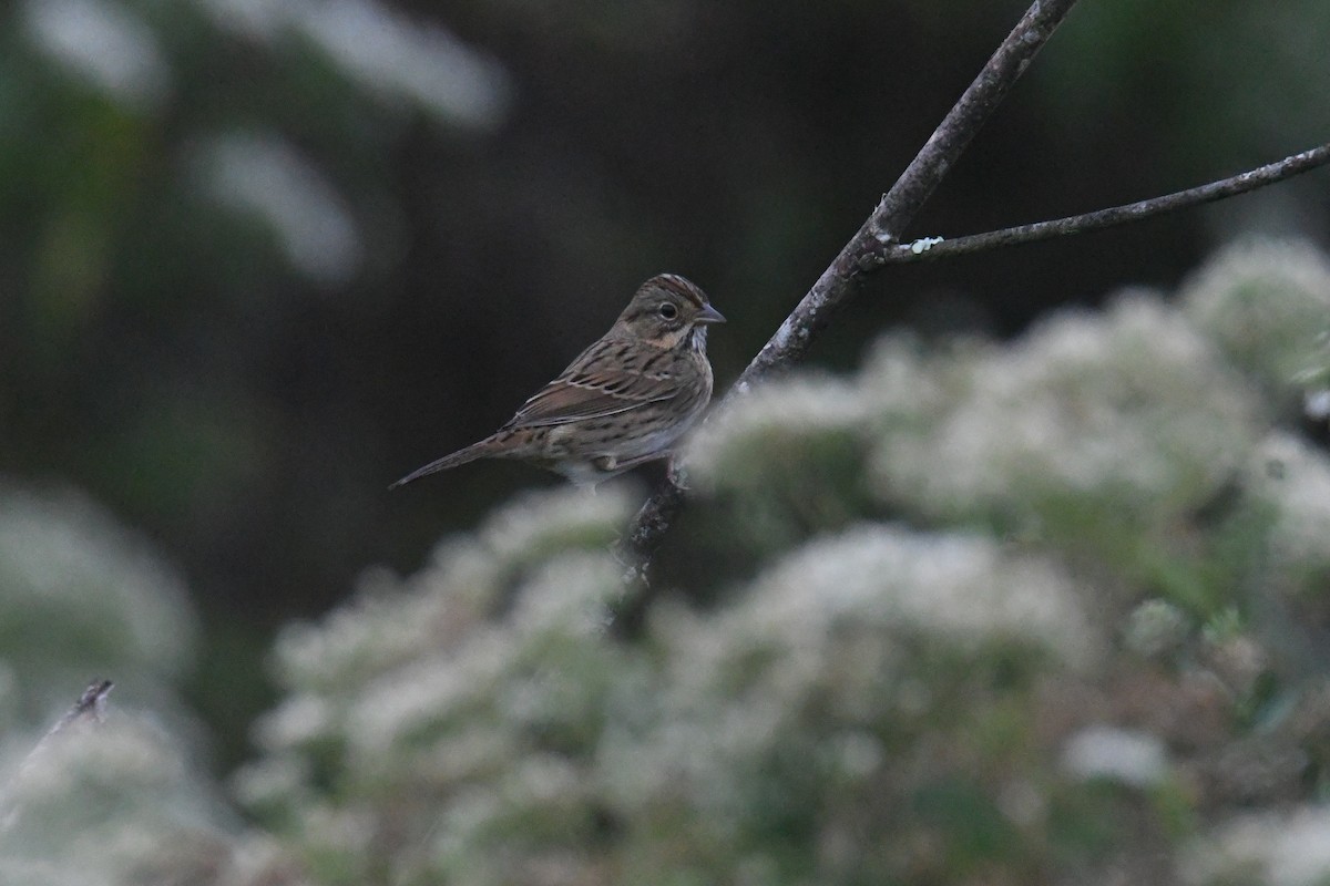 Lincoln's Sparrow - ML647713367