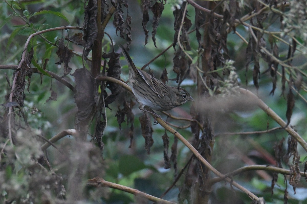 Lincoln's Sparrow - ML647713368