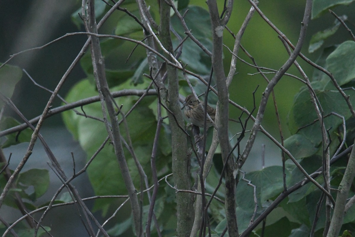 Lincoln's Sparrow - ML647713369