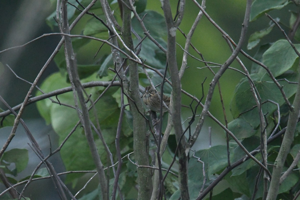 Lincoln's Sparrow - ML647713370
