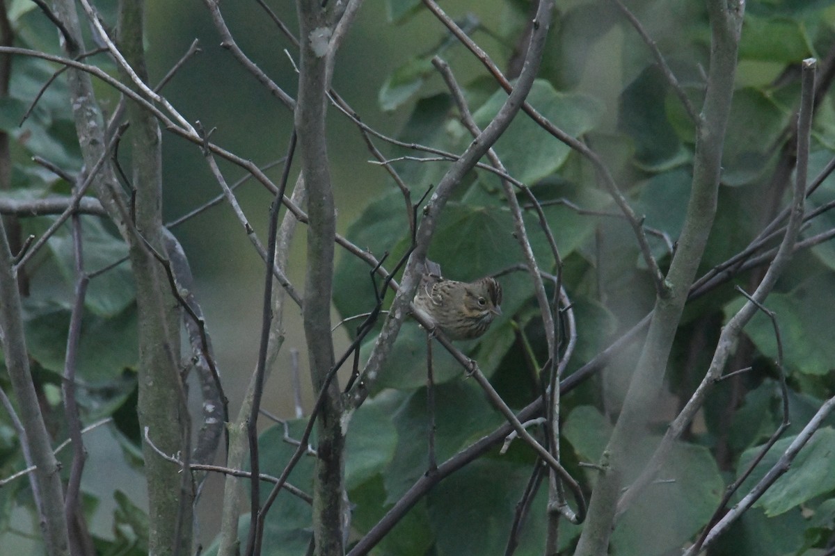 Lincoln's Sparrow - ML647713371