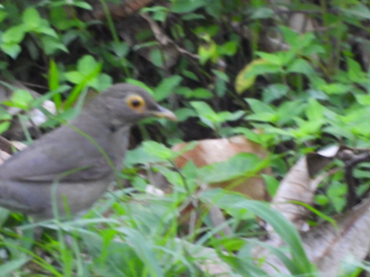 Spectacled Thrush - ML647713372