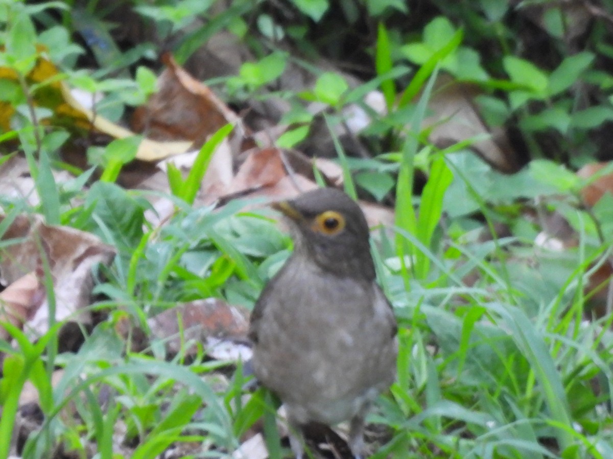 Spectacled Thrush - ML647713399
