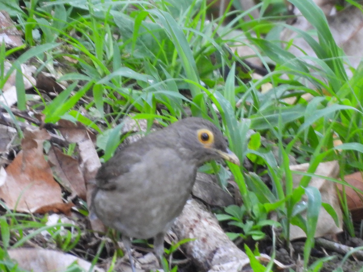 Spectacled Thrush - ML647713400