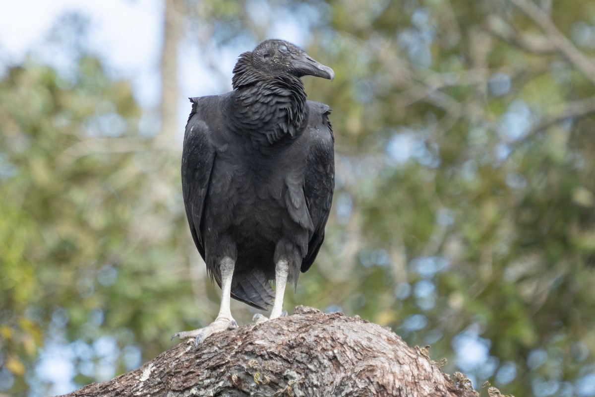 Black Vulture - ML647713425