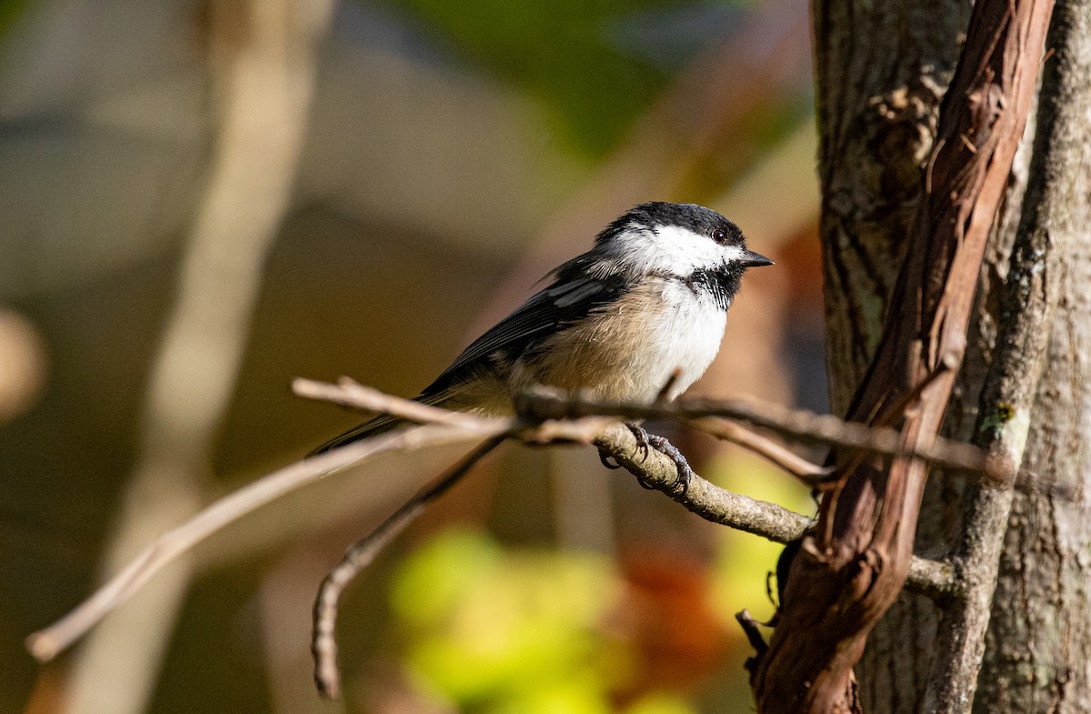 Black-capped Chickadee - ML647713441
