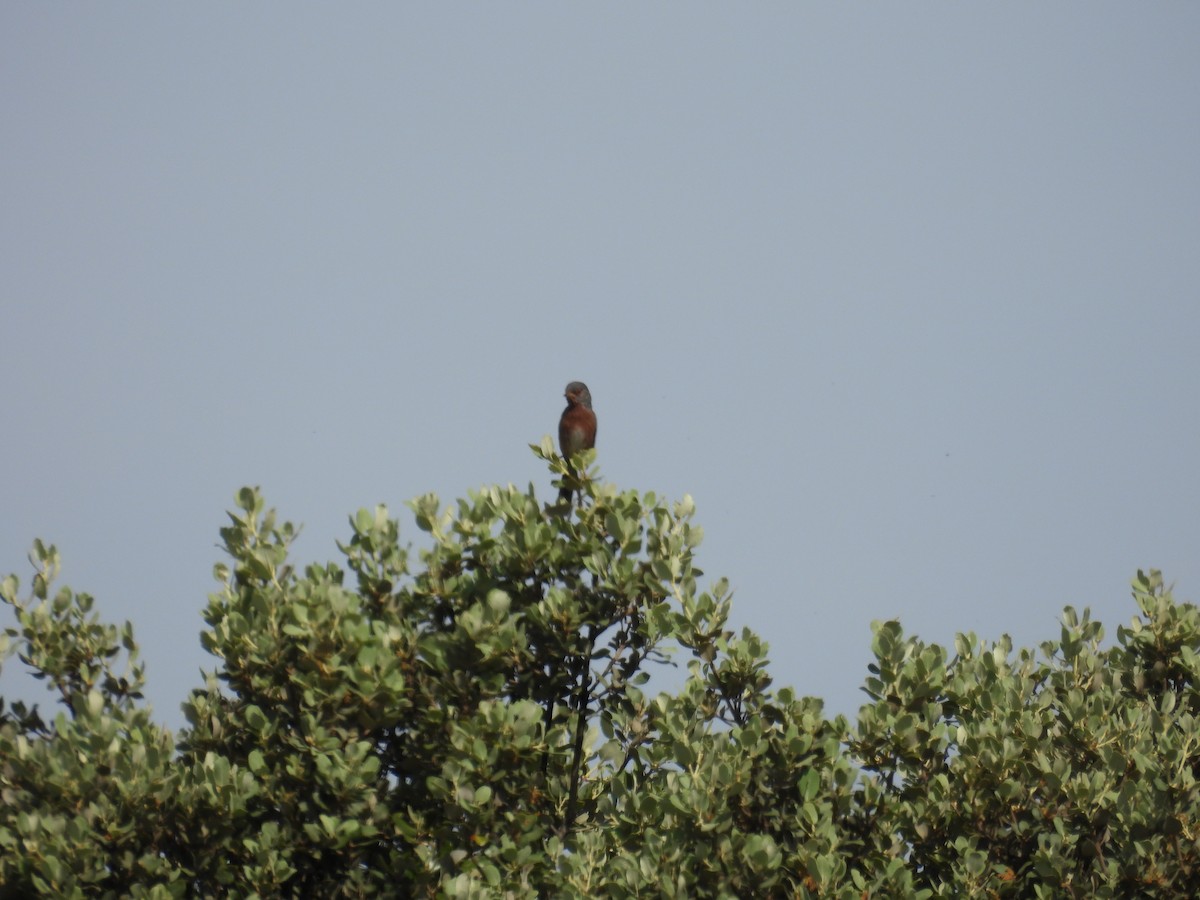 Dartford Warbler - ML647713454