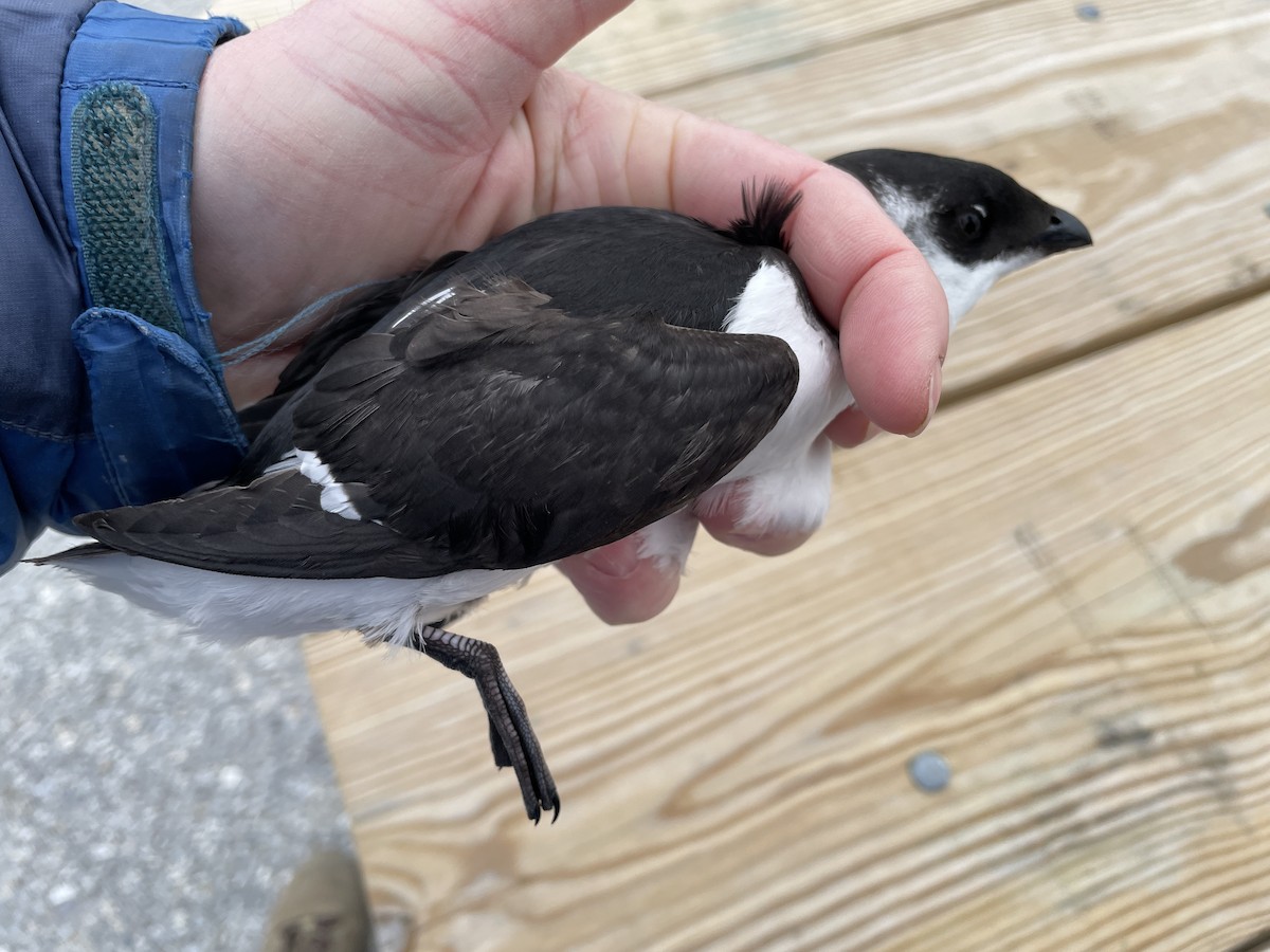 alkekonge - ML647713512