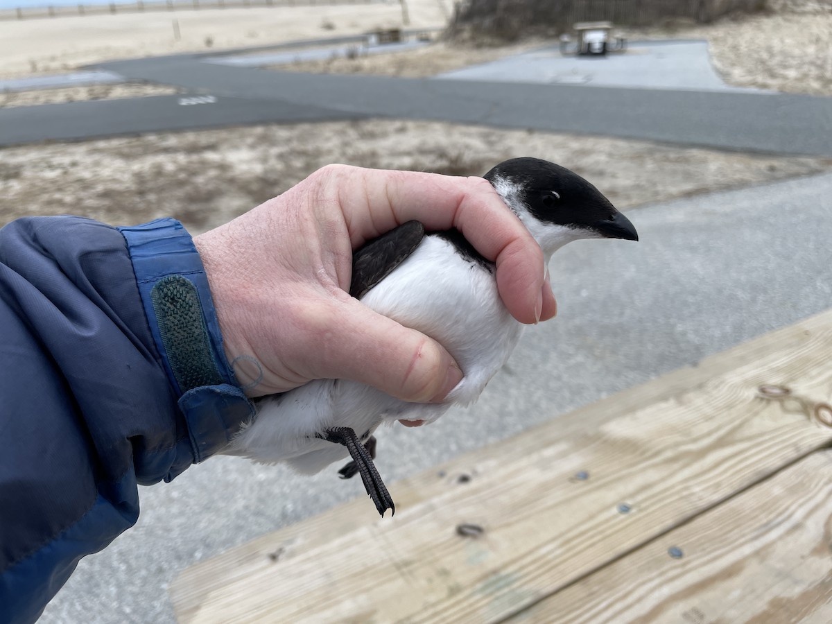 alkekonge - ML647713513