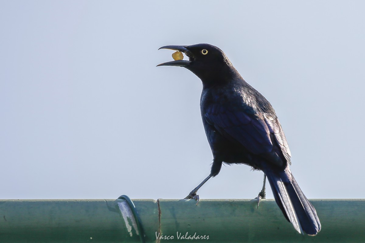 Common Grackle - ML647713521