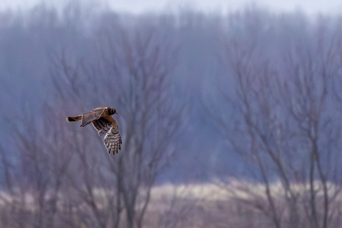 mørkmyrhauk - ML647713526