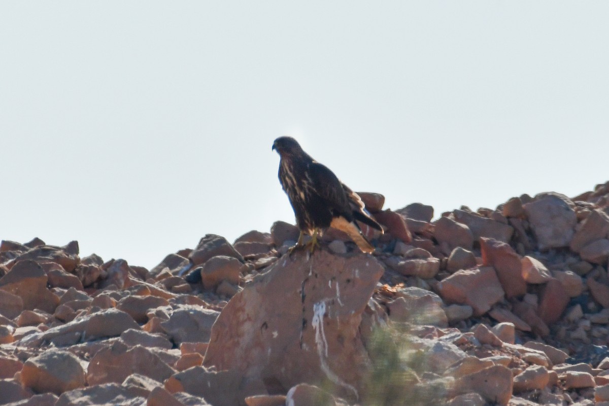 Mäusebussard (Falkenbussard) - ML647713528