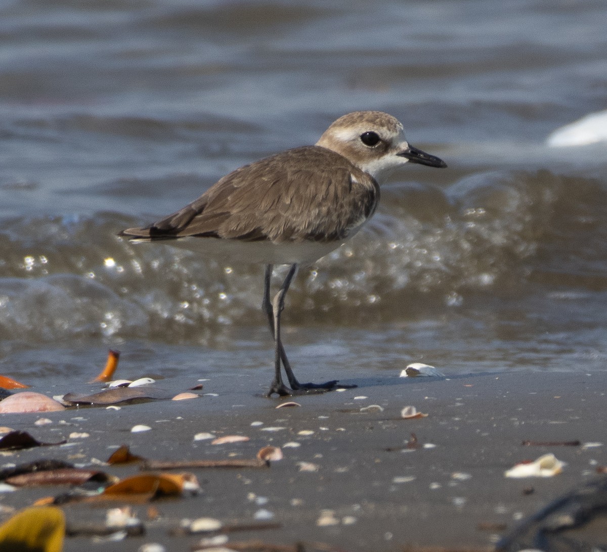 Tibetan Sand-Plover - ML647713581
