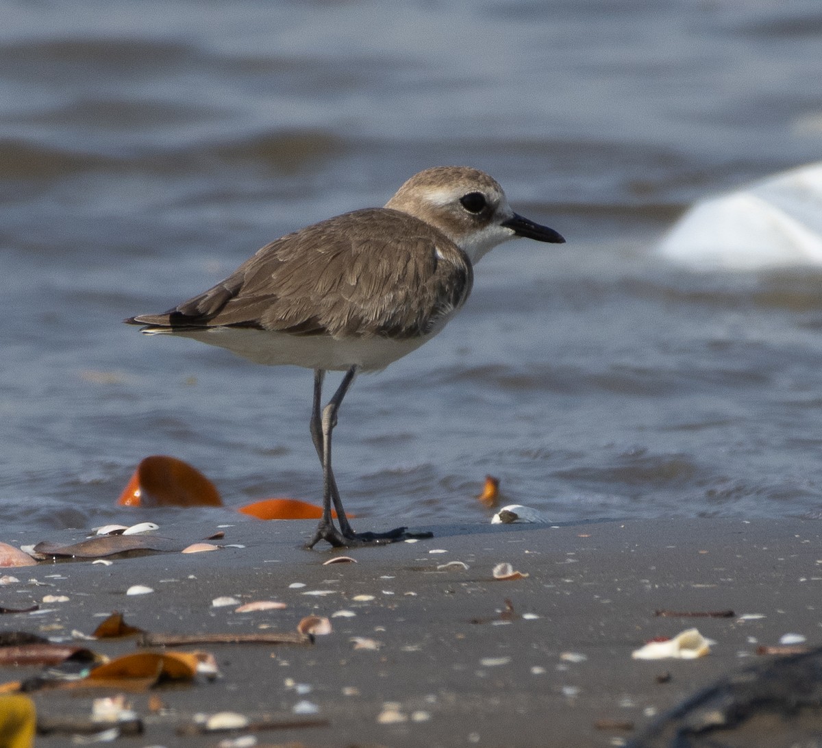 Tibetan Sand-Plover - ML647713585