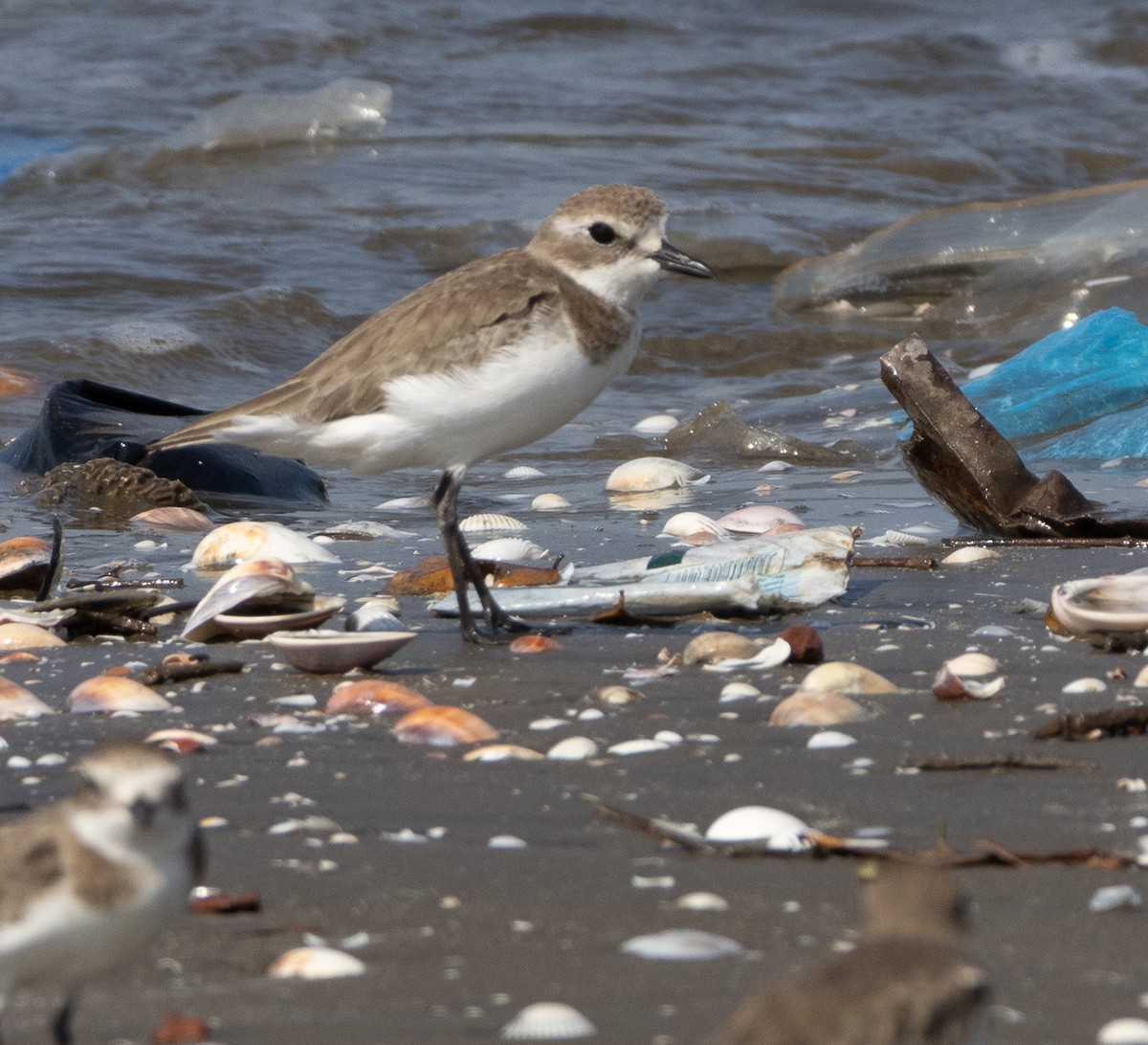 Tibetan Sand-Plover - ML647713588