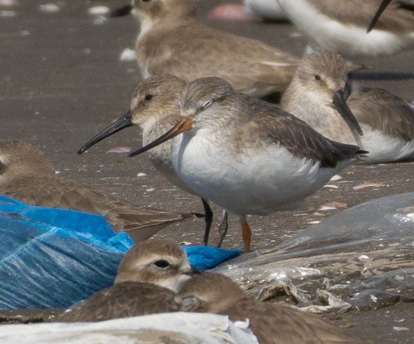 tereksnipe - ML647713611