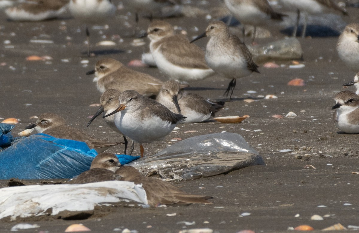 tereksnipe - ML647713657