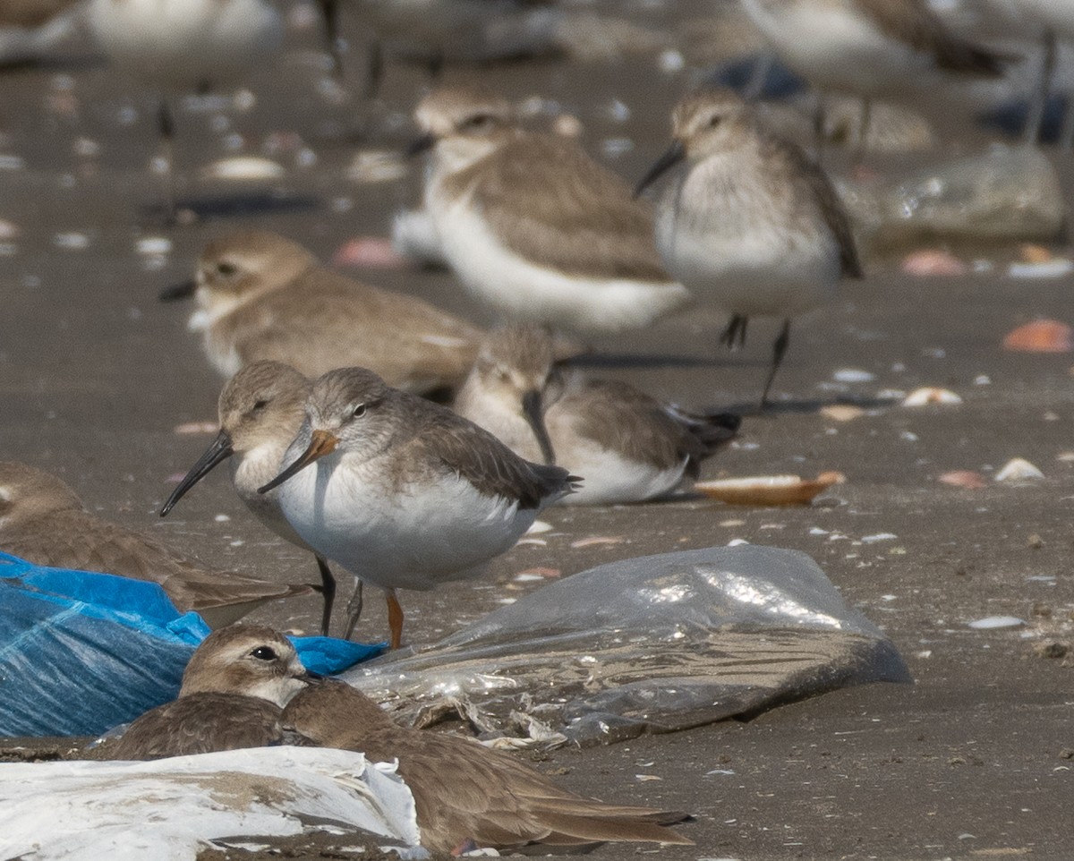 tereksnipe - ML647713666