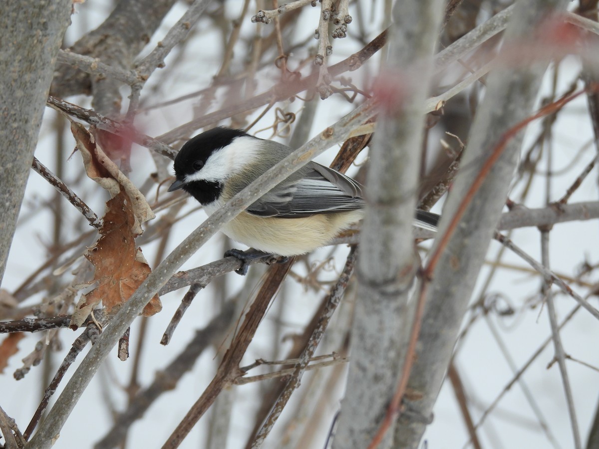 Black-capped Chickadee - ML647713719